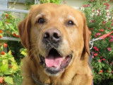Mâle adulte de type Labrador Retriever robe rouanne 5 ans à adopter