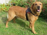 Mâle adulte de type Labrador Retriever robe rouanne 5 ans à adopter