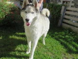 M&acirc;le adulte de type Husky Sib&eacute;rien 7 ans robe blanche et grise cherche foyer