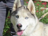 M&acirc;le adulte de type Husky Sib&eacute;rien 7 ans robe blanche et grise cherche foyer
