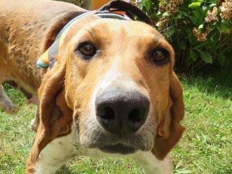 Femelle adulte croisée Beagle robe bicolore 7 ans cherche foyer