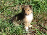 Adorable chiot Berger des Shetland à vendre