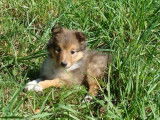 Adorable chiot Berger des Shetland à vendre
