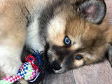 Propose étalon Pomsky pour saillie (reproduction)