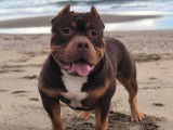 &Eacute;talon American Bully pour saillie