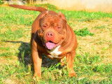 &Eacute;talon American Bully pour saillie