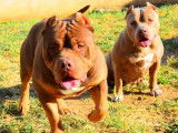 &Eacute;talon American Bully pour saillie