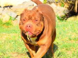 &Eacute;talon American Bully pour saillie