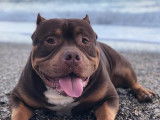 &Eacute;talon American Bully pour saillie