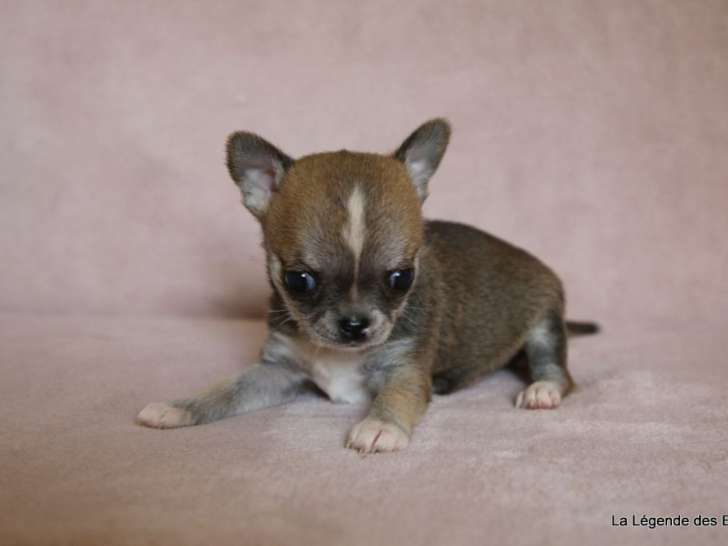 Chiot Chihuahua fauve LOF à vendre