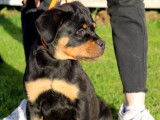 A vendre : 2 chiots (un mâle et une femelle) Rottweiler LOF