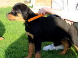 A vendre : 2 chiots (un mâle et une femelle) Rottweiler LOF