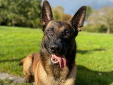 Berger Belge Malinois disponible pour saillie