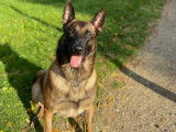 Berger Belge Malinois disponible pour saillie
