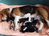 Chiots Basset Artésien Normand LOF à réserver