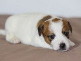 Chiots Jack Russel LOF à vendre