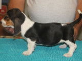 Dynamiques chiots mâles Basset Artésien Normand, tricolores, à retenir pour le 20/10/2021