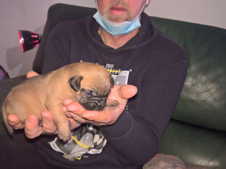 Chiots Bouledogue Français croisés Jack Russel à vendre