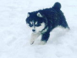 Chiot Pomsky F4 à vendre