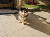Chiot Pomsky F4 à vendre