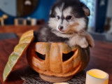 Chiot Pomsky F4 à vendre