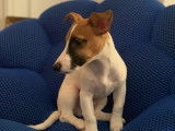 Mâle Jack Russel de 2 ans pour saillie