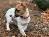 Mâle Jack Russel de 2 ans pour saillie
