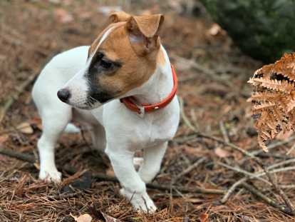 Jack Russell Caractere Education Sante Entretien Prix