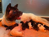 Chiots Akita Américain LOF à réserver