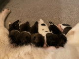 Chiots Akita Américain LOF à réserver
