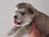 Chiots Alaskan Malamute LOF &agrave; r&eacute;server