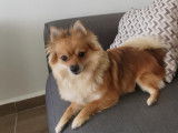 Pomchi femelle pour saillie