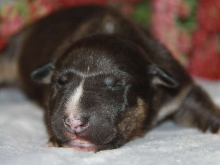 Sympathiques chiots mâles Bull Terriers Miniatures, LOF, disponibles dès le 21/11/2021