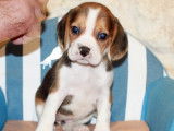 Chiots Beagle LOF à réserver
