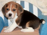 Chiots Beagle LOF à réserver