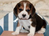 Chiots Beagle LOF à réserver