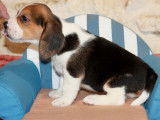 Chiots Beagle LOF à réserver