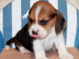 Chiots Beagle LOF à réserver