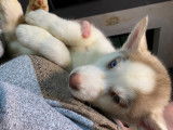 Chiots Husky de Sib&eacute;rie &agrave; vendre
