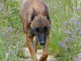 Femelle adulte 8 ans de type Berger Belge Malinois robe fauve à placer