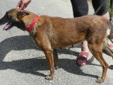 Femelle adulte 8 ans de type Berger Belge Malinois robe fauve à placer