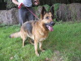 Femelle adulte de type Berger Allemand robe fauve 8 ans cherche famille
