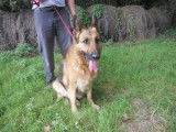 Femelle adulte de type Berger Allemand robe fauve 8 ans cherche famille