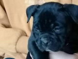 V&eacute;ritable chiots Am&eacute;rican Bully avec pedigree disponible fevrier 2022