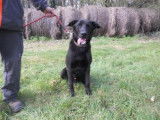 Mâle adulte croisé Labrador Retriever robe noire 3 ans cherche famille