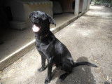 Mâle adulte croisé Labrador Retriever robe noire 3 ans cherche famille