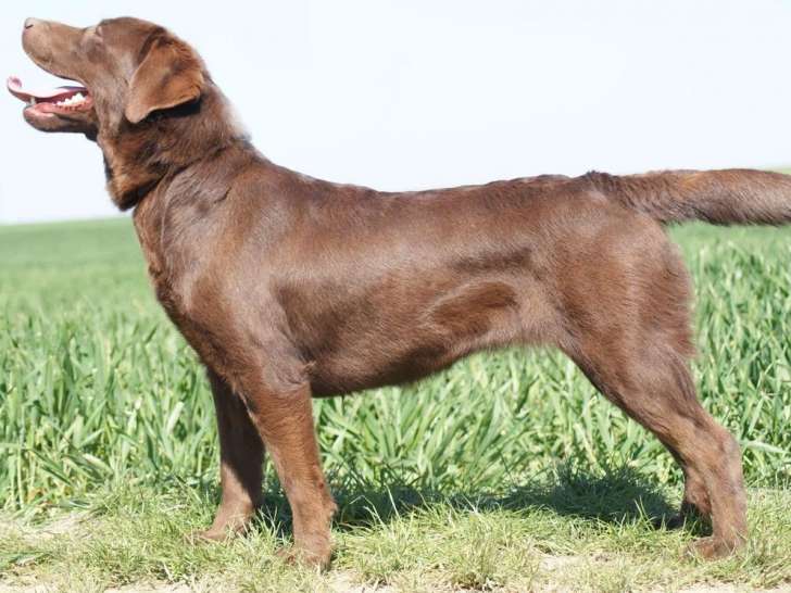 A vendre : une femelle âgée de 2 ans Labrador Retriever marron LOF