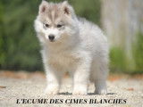 A vendre : un chiot Husky Sibérien âgé de 3 mois LOF