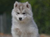 A vendre : un chiot Husky Sibérien âgé de 3 mois LOF