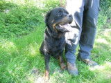 Jeune femelle de type Rottweiler robe fauve 2 ans 1/2 à adopter